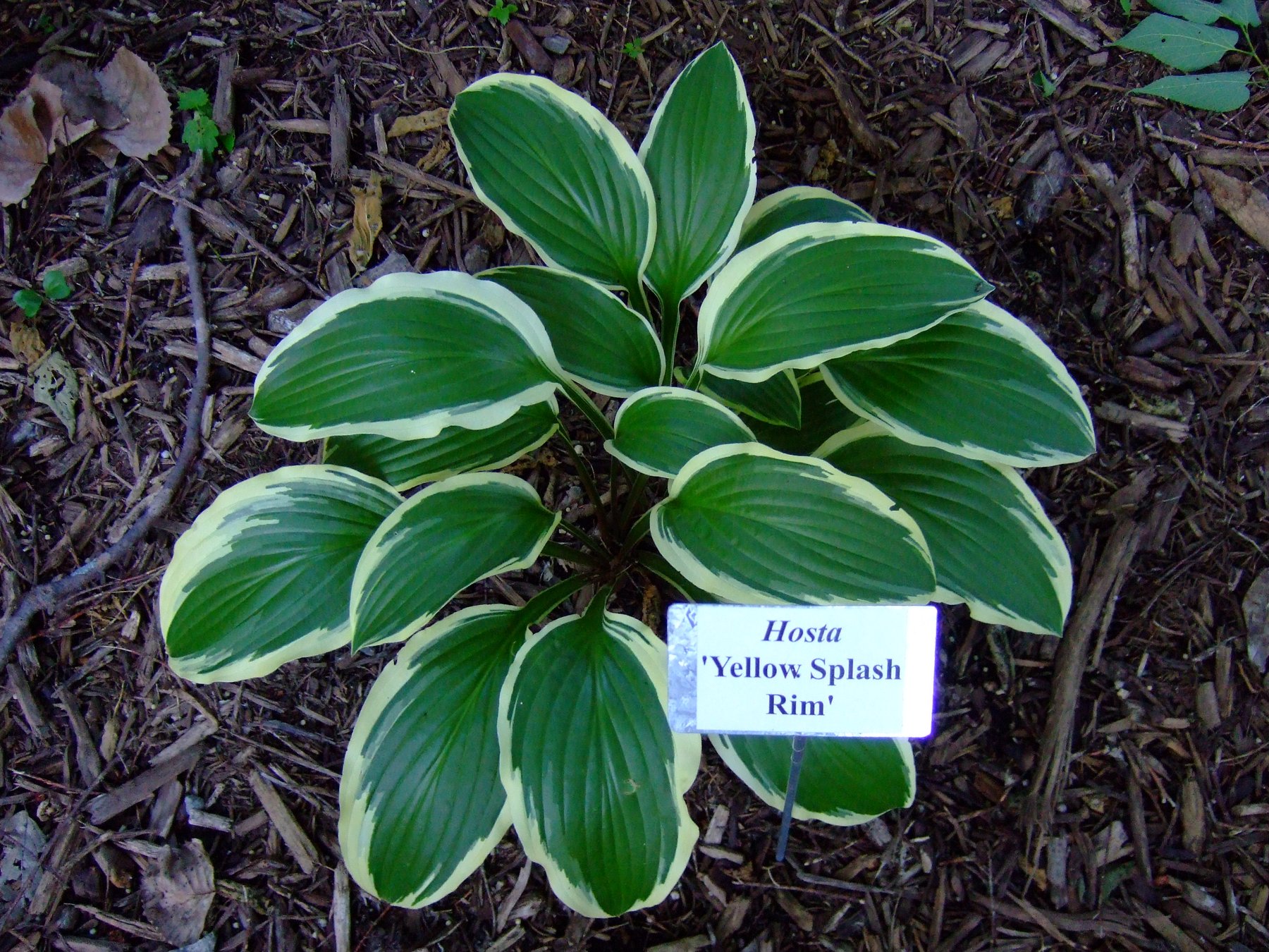 Photograph of Hosta 'Yellow Splash'
